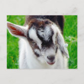 Hübsches Ziegenkid Postkarte (Vorderseite)