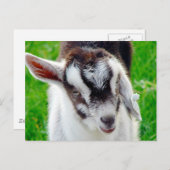 Hübsches Ziegenkid Postkarte (Vorne/Hinten)