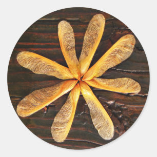 Hubschrauber-Ahornbaum-Sämlings-Kreis Runder Aufkleber