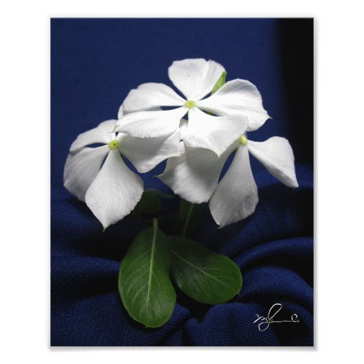 Hubschrauber-Blume Fotodruck (Vorne)