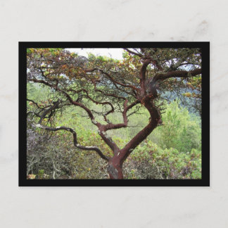 Huckleberry Preserve Postkarte