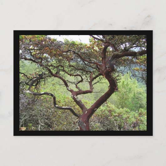 Huckleberry Preserve Postkarte (Vorderseite)