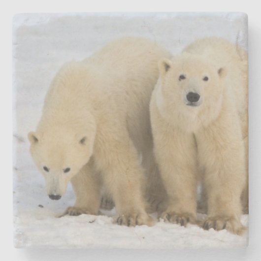 Hudson Bay Kanadas. Eisbärmutter mit zwei Steinuntersetzer (Vorderseite)