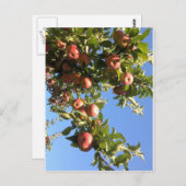 Hudson Valley Apples Postkarte (Vorne/Hinten)
