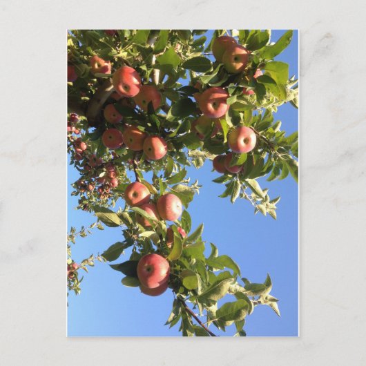 Hudson Valley Apples Postkarte (Vorderseite)