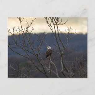 Hudson Valley Eagle Postkarte