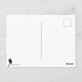 Hudson Valley Eagle Postkarte (Rückseite)