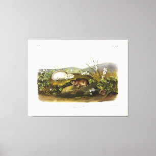 Hudson's Bay (Ungava Collared) Lemming von Audubon Leinwanddruck