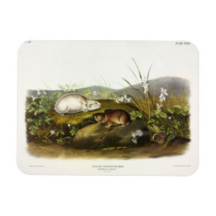 Hudson's Bay (Ungava Collared) Lemming von Audubon Magnet