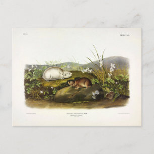 Hudson's Bay (Ungava Collared) Lemming von Audubon Postkarte