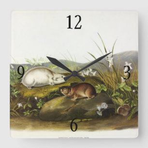Hudson's Bay (Ungava Collared) Lemming von Audubon Quadratische Wanduhr