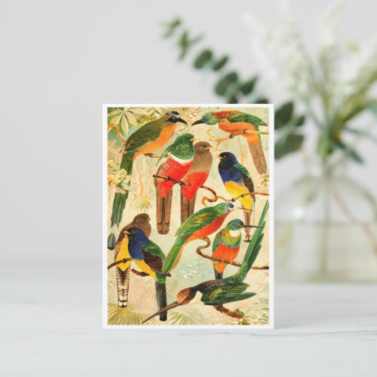 Hudú, Surucuás, Arirámbas aus dem Wald der Jungfra Postkarte (Stehend Vorderseite)