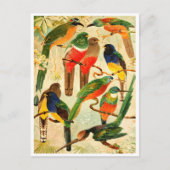 Hudú, Surucuás, Arirámbas aus dem Wald der Jungfra Postkarte (Vorderseite)