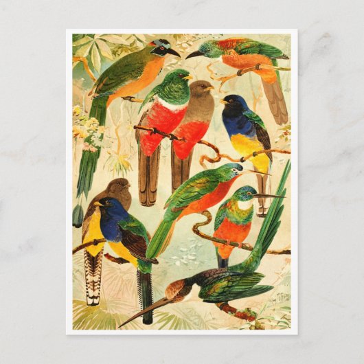 Hudú, Surucuás, Arirámbas aus dem Wald der Jungfra Postkarte (Vorderseite)