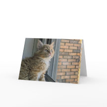 Huey blickt auf die Welt