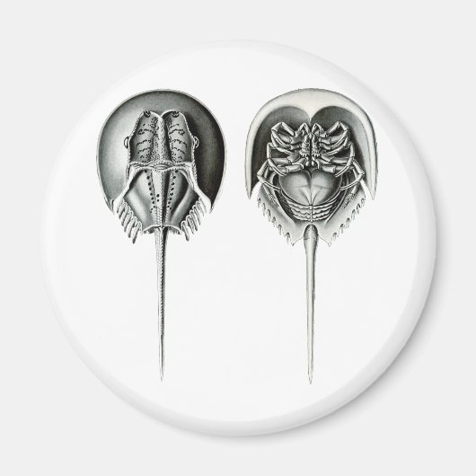 Hufeisenkrebse Magnet (Vorne)