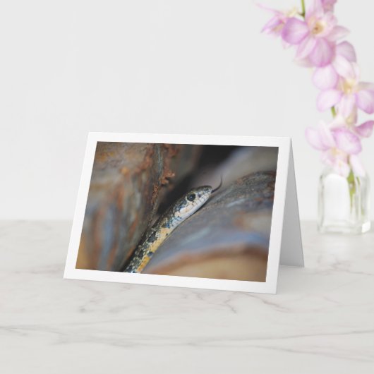 Hufeisenschlange Karte (Orchidee)