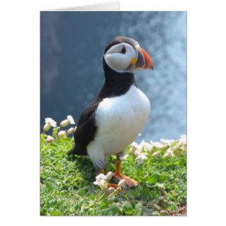 Huffin' Puffin