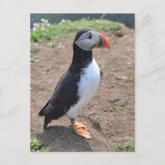 "Huffin" Puffin" von Mike Paget Postkarte