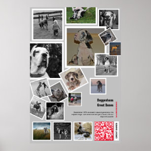 Huge Great Dane Welpe zu verkaufen Poster