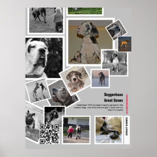 Huge Great Dane Welpe zu verkaufen Poster