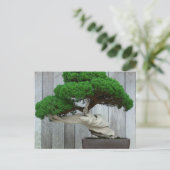 Huge Juniper Bonsai Postkarte (Stehend Vorderseite)