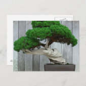 Huge Juniper Bonsai Postkarte (Vorne/Hinten)