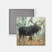 Huge Moose Magnet (Vorderseite/Rückseite)