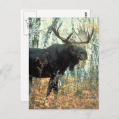 Huge Moose Postkarte (Vorne/Hinten)