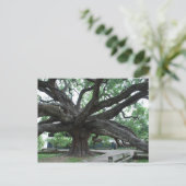 HUGE Oak Tree Jacksonville Florida Postkarte (Stehend Vorderseite)