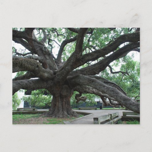 HUGE Oak Tree Jacksonville Florida Postkarte (Vorderseite)
