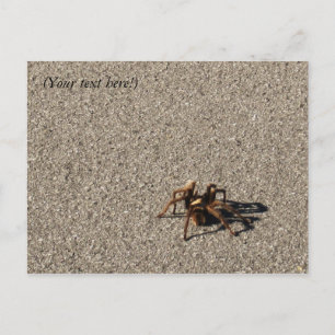 HuGe sPiDeR II Postkarte