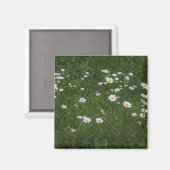 Hügel der Gänseblümchen Magnet (Vorderseite/Rückseite)