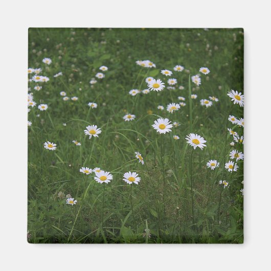Hügel der Gänseblümchen Magnet (Vorne)