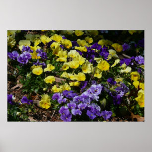 Hügel mit violetten und gelben Stiefmütterchen Poster