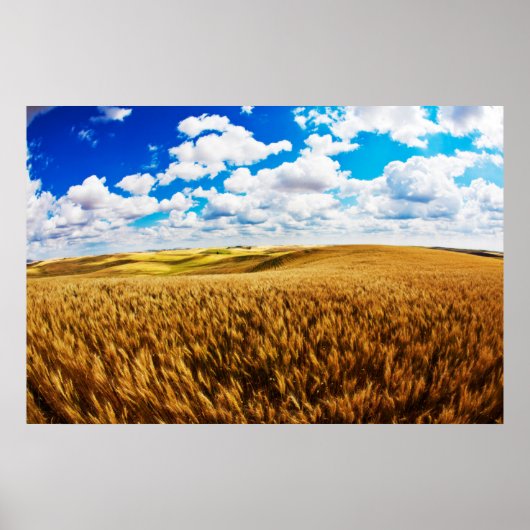 Hügel von reifen Weizen Poster (Vorne)
