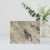 Hügelschaf Postkarte (Stehend Vorderseite)