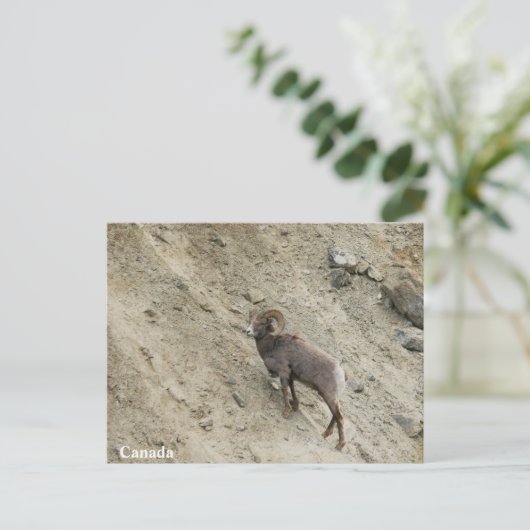 Hügelschaf Postkarte (Stehend Vorderseite)