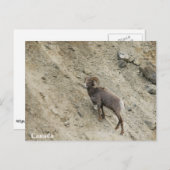 Hügelschaf Postkarte (Vorne/Hinten)