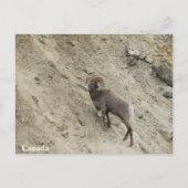 Hügelschaf Postkarte (Vorderseite)