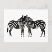 Hugging Zebras Postkarte (Vorderseite)