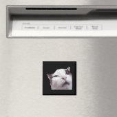 Huh! Cat Meme Magnet (In Situ (Geschirrspüler))