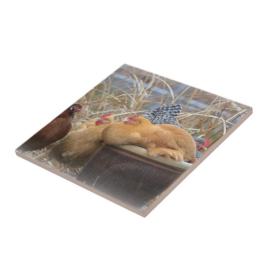 Huhn-Fliese Fliese (Seite)