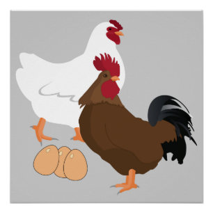 Huhn-Hahn Eggs Plakat (20" x20") Poster