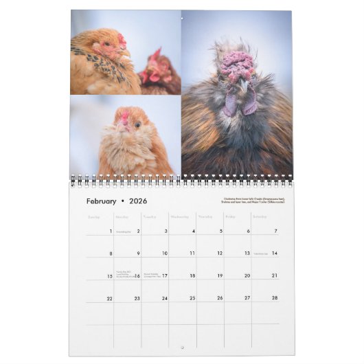 Huhn-Kalender Kalender (Feb 2026)