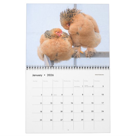 Huhn-Kalender - Medium Kalender (Jan 2026)
