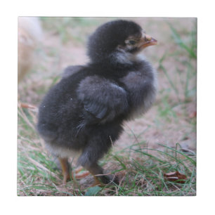 Huhn, Küken, Hühner, Küken, Tier, Vogel, Fliese