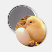 Huhn Magnet (Vorderseite/Rückseite)