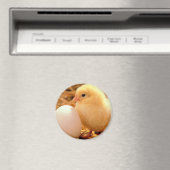 Huhn Magnet (In Situ (Geschirrspüler))