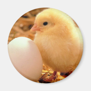 Huhn Magnet